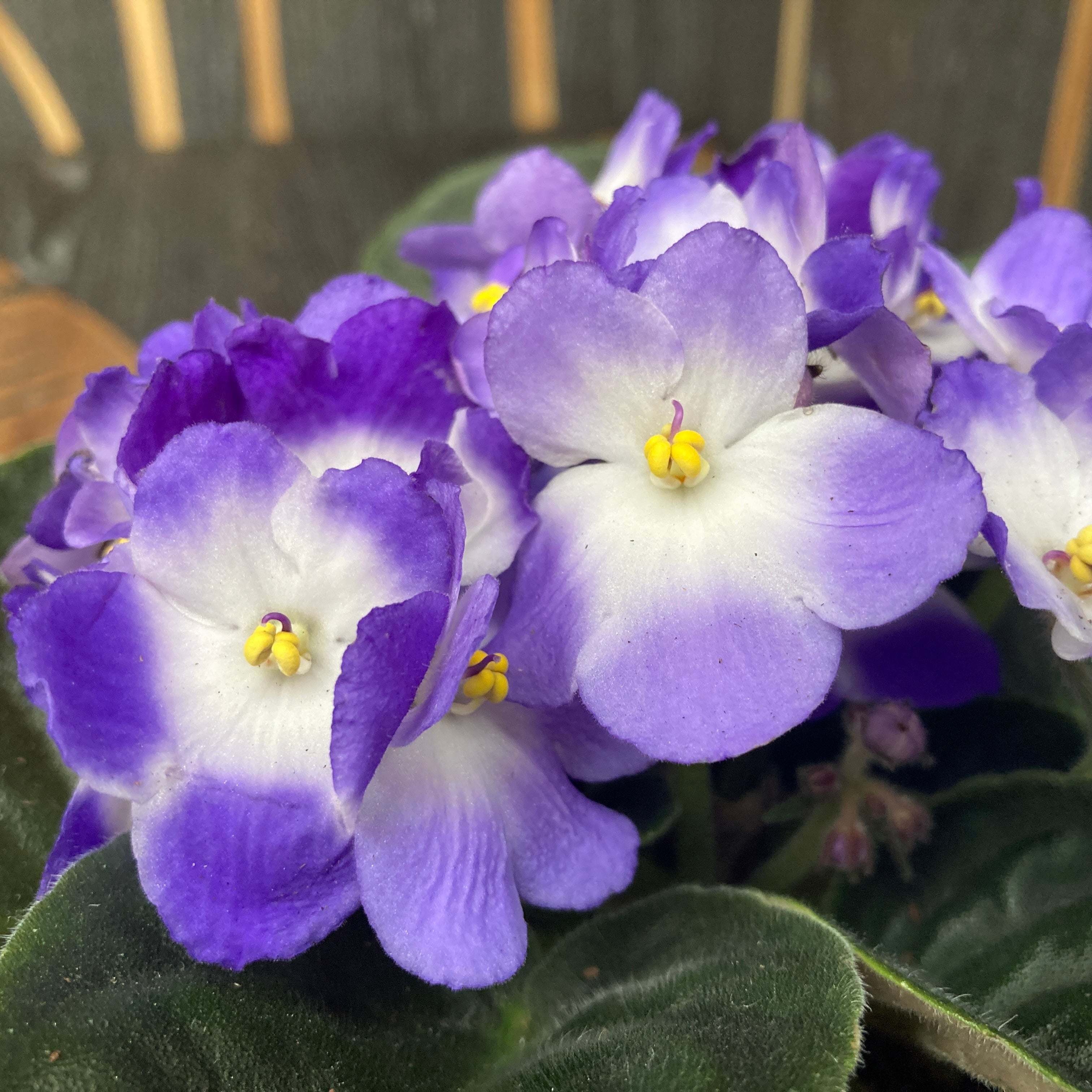 Fialky - Saintpaulia Trendy Blue