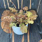 Heuchera ‘Marmelada’