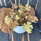 Heuchera ‘Marmelada’