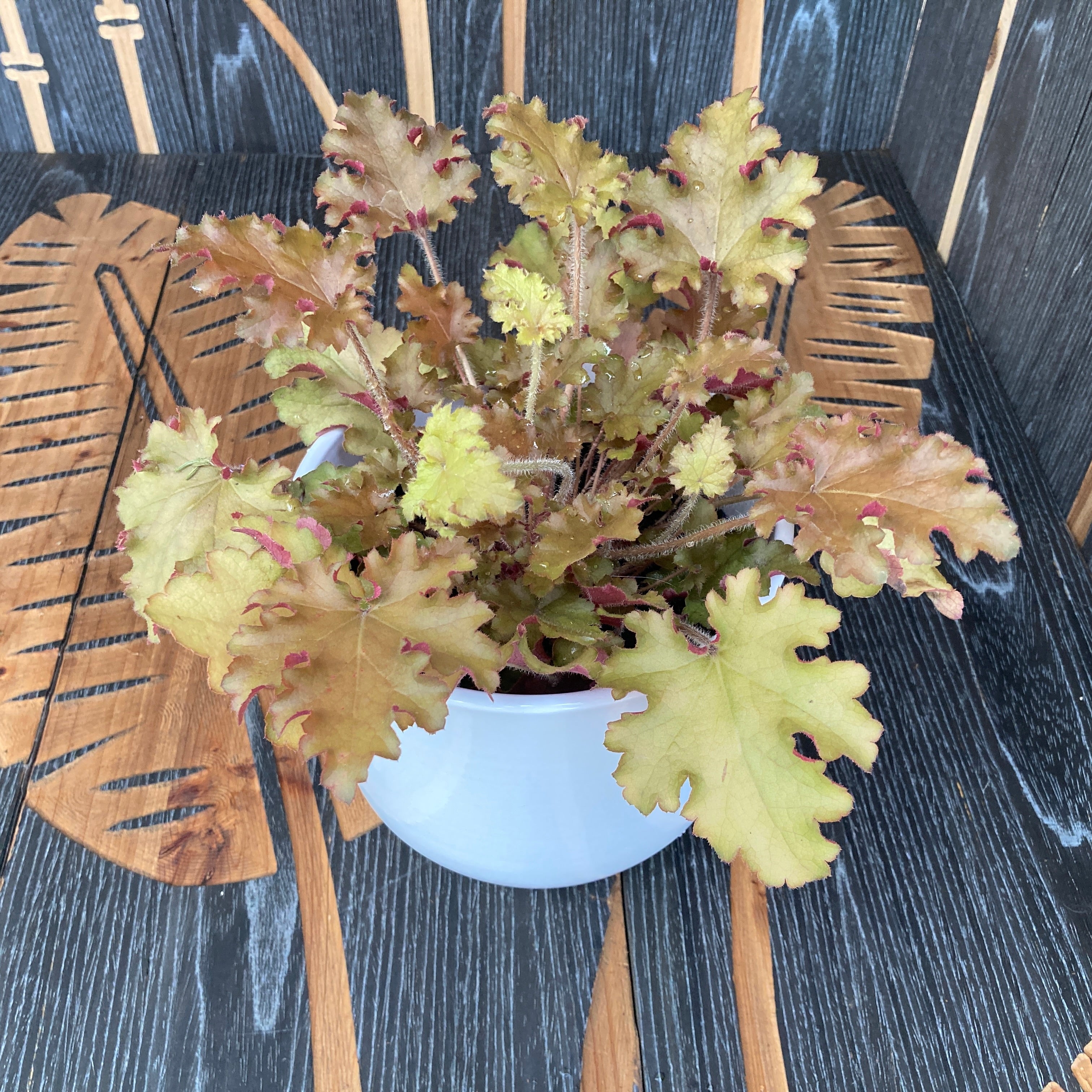 Heuchera ‘Marmelade’