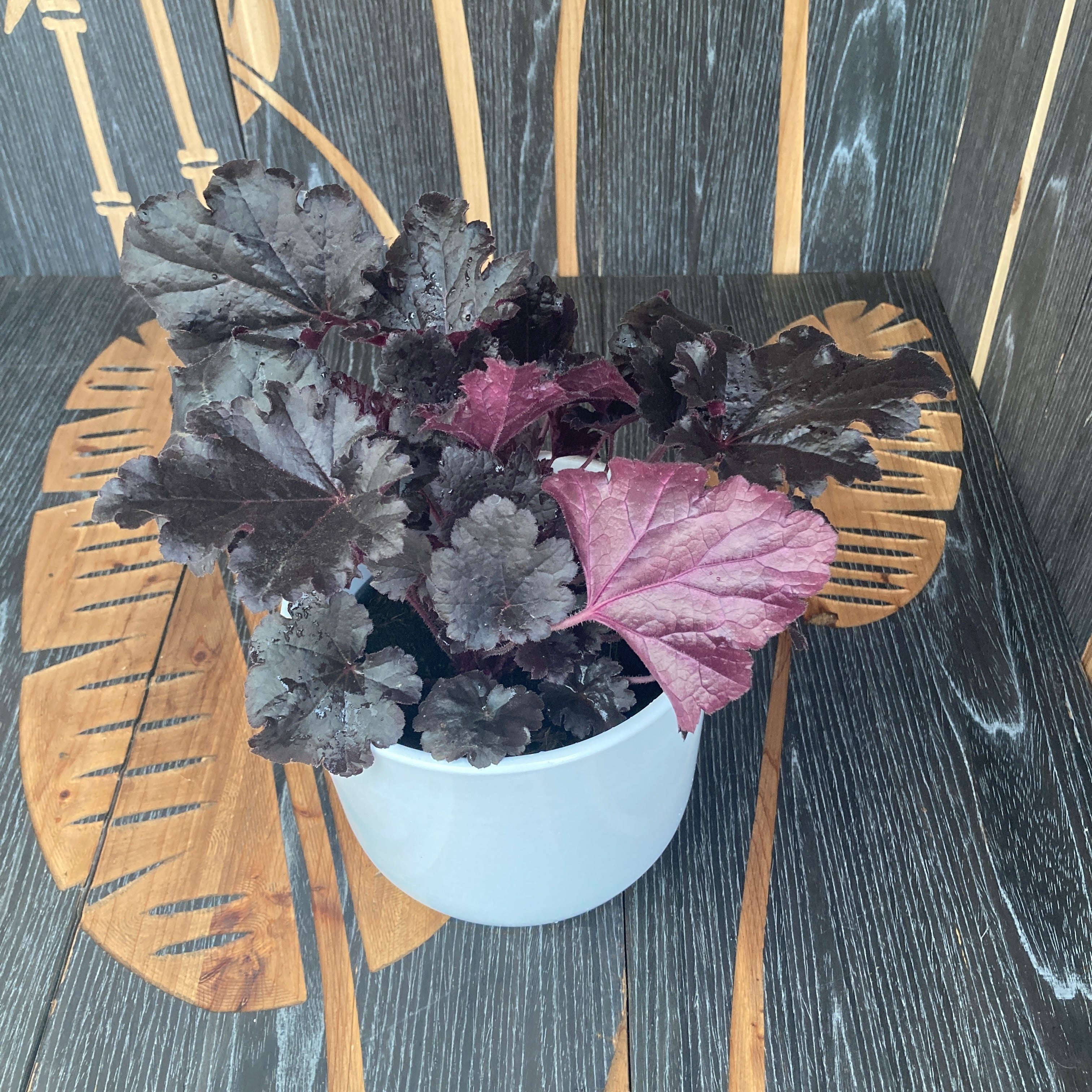 Heuchera ‘Timeless Night’
