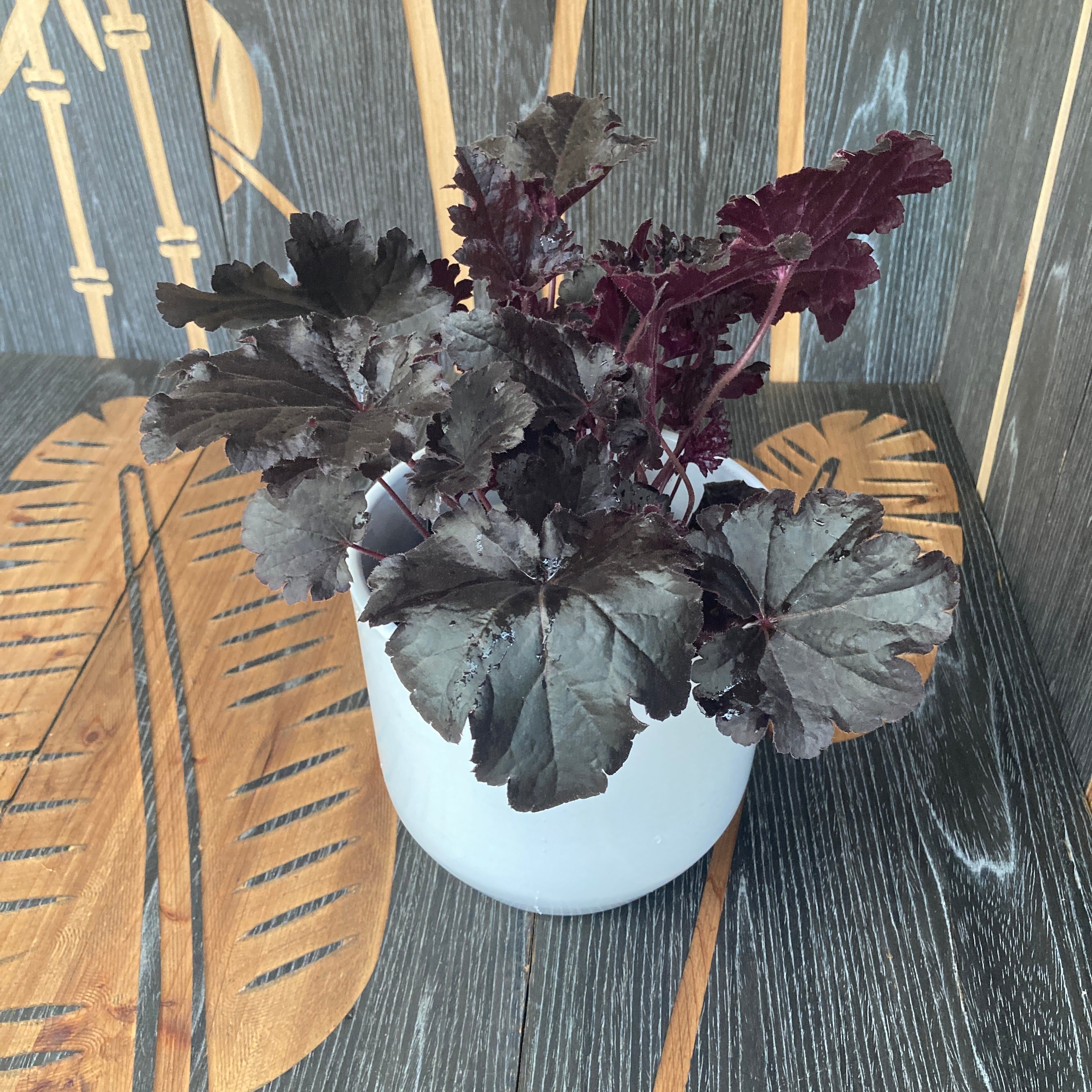 Heuchera ‘Timeless Night’