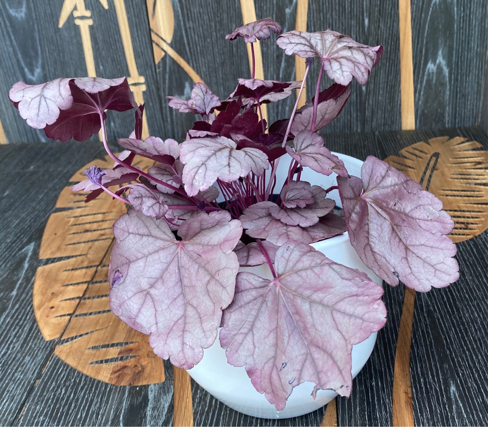 Heuchera ‘Pink Panther’
