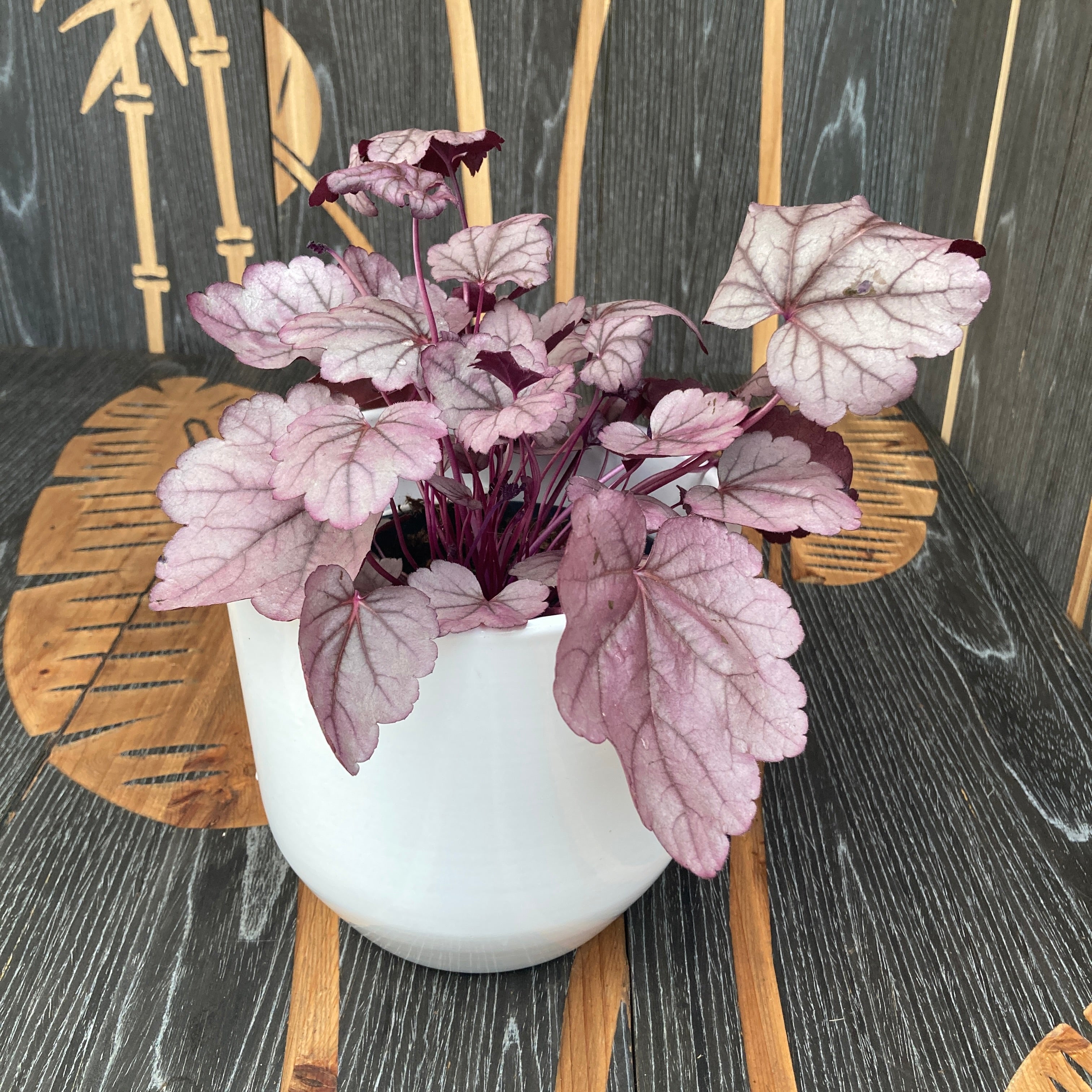 Heuchera ‘Pink Panther’