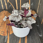 Heuchera ‘Hucklebery’