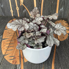 Heuchera ‘Hucklebery’