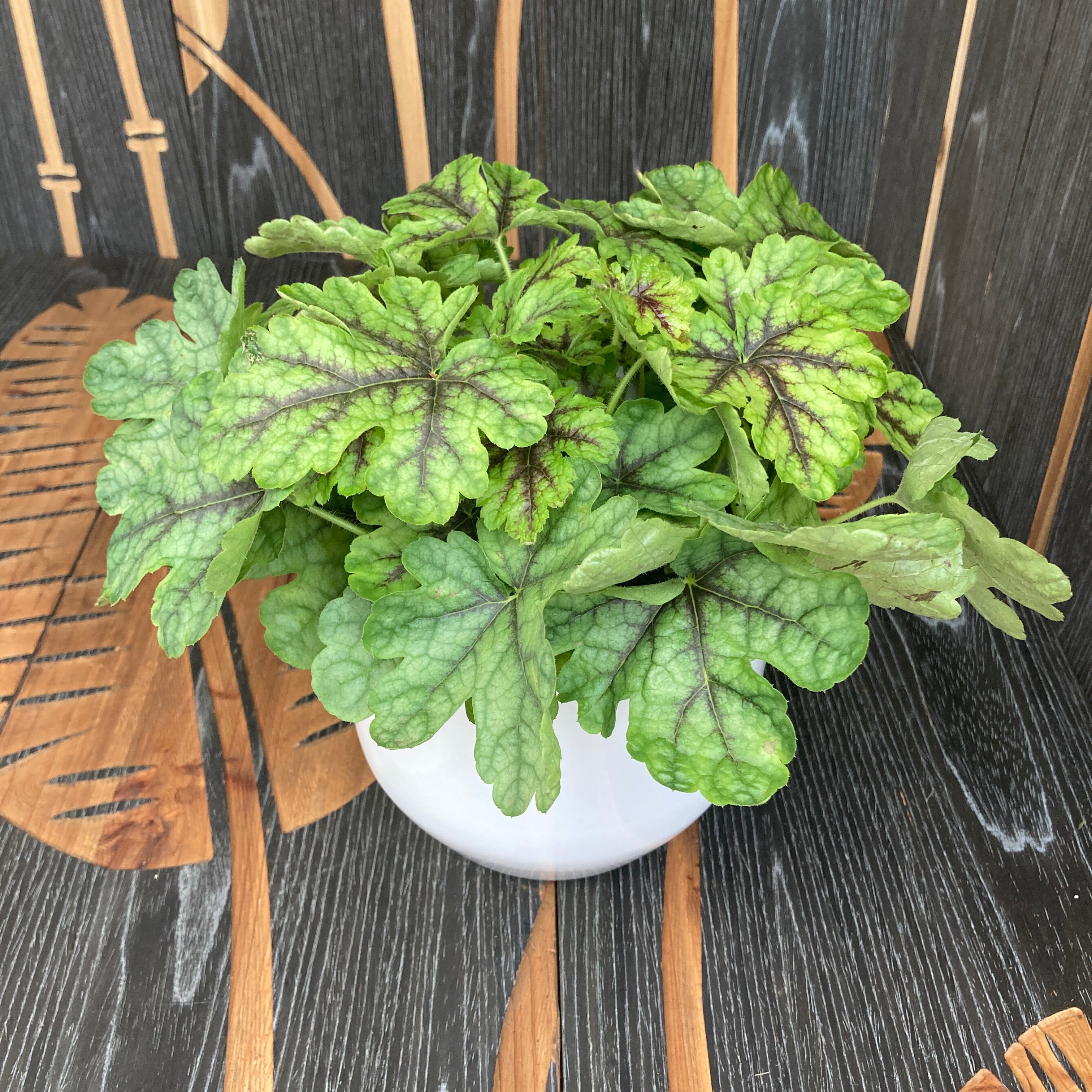 Heuchera ‚Green Fizz‘