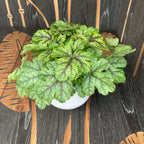 Heuchera „Green Fizz”