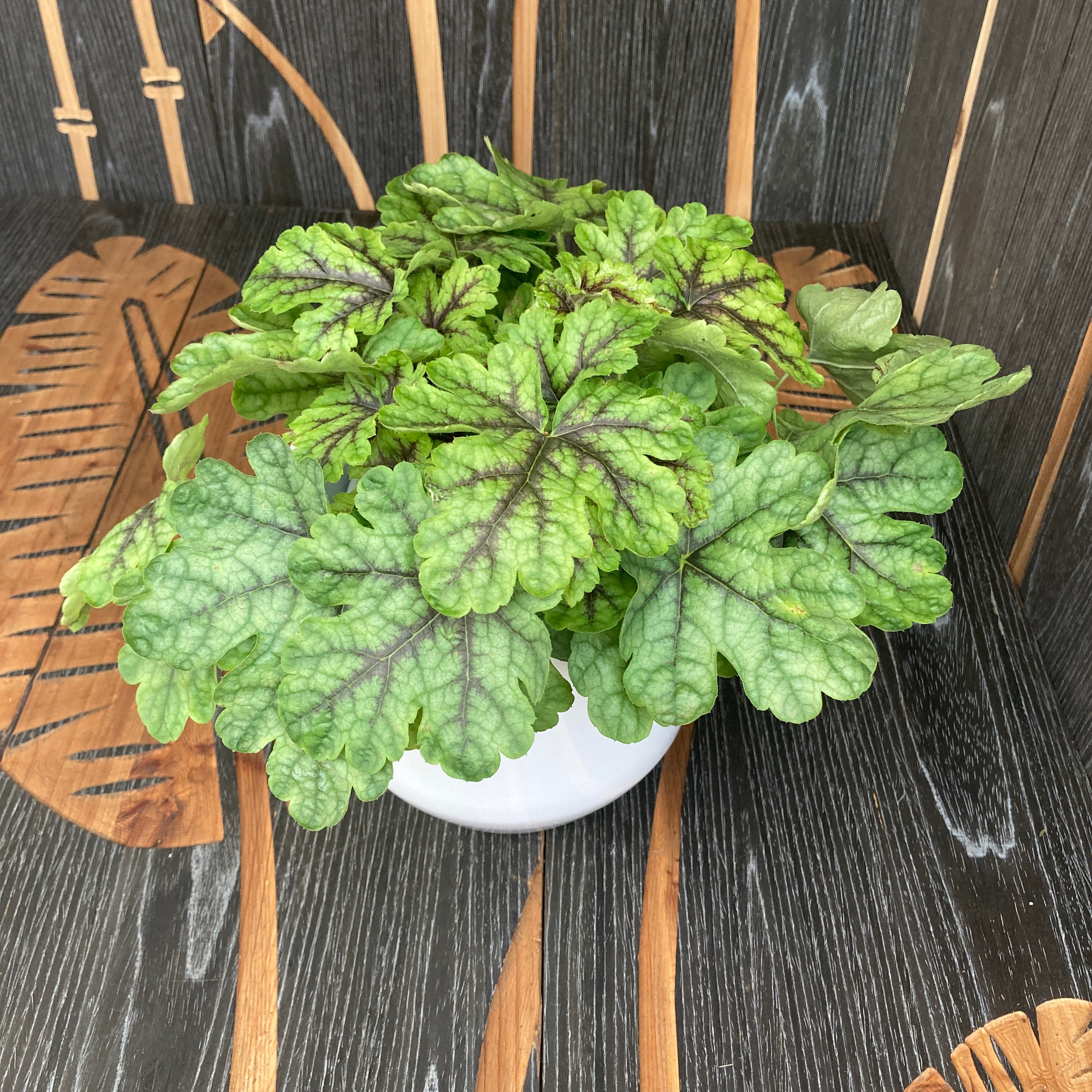 Heuchera ‚Green Fizz‘