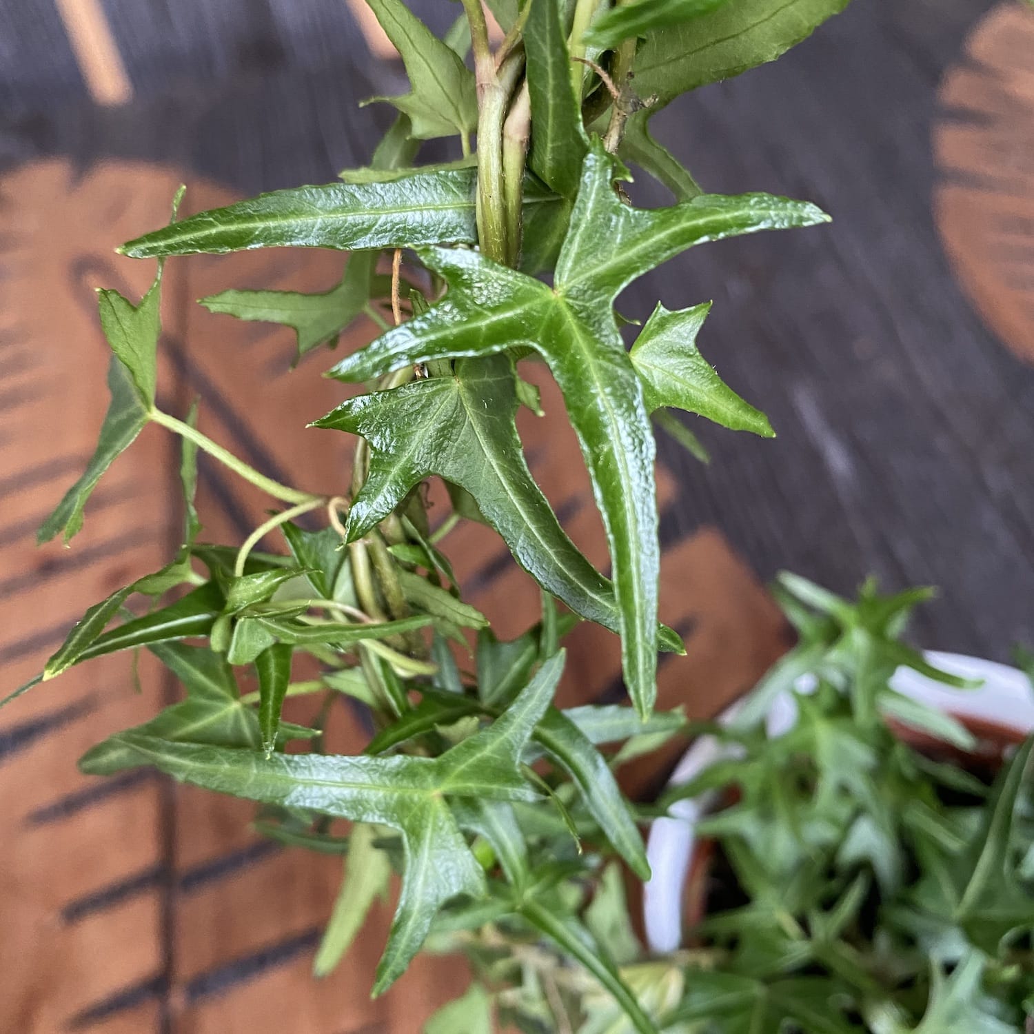 Iedera - Hedera helix (arcada)