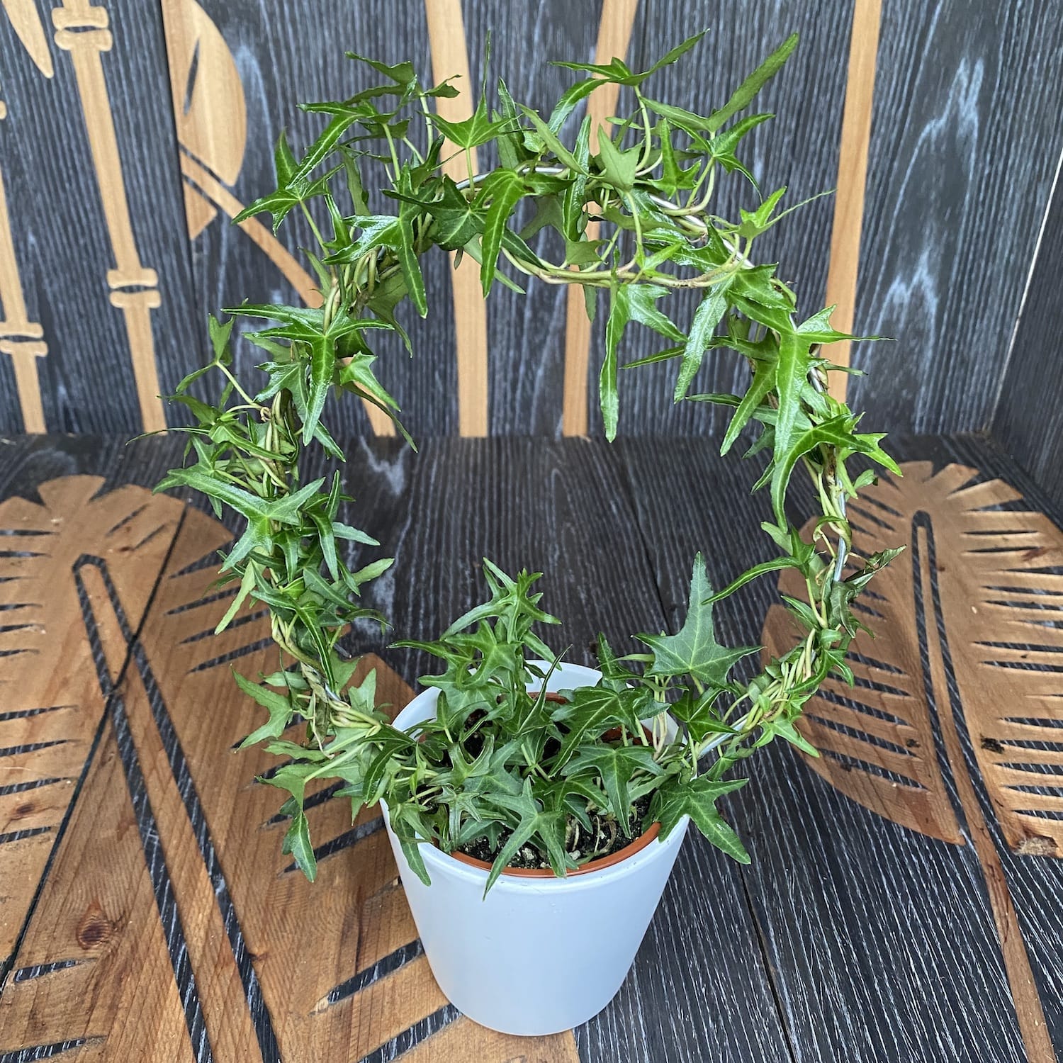 Iedera - Hedera helix (arcada)