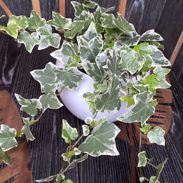 Ivy - Hedera helix 'English' (3-4 plants/pot)