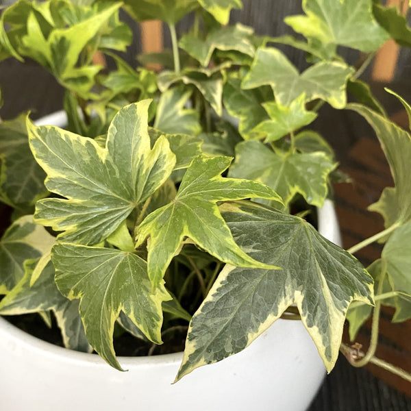 Ivy - Hedera helix 'Goldchild' (4 plants/pot)