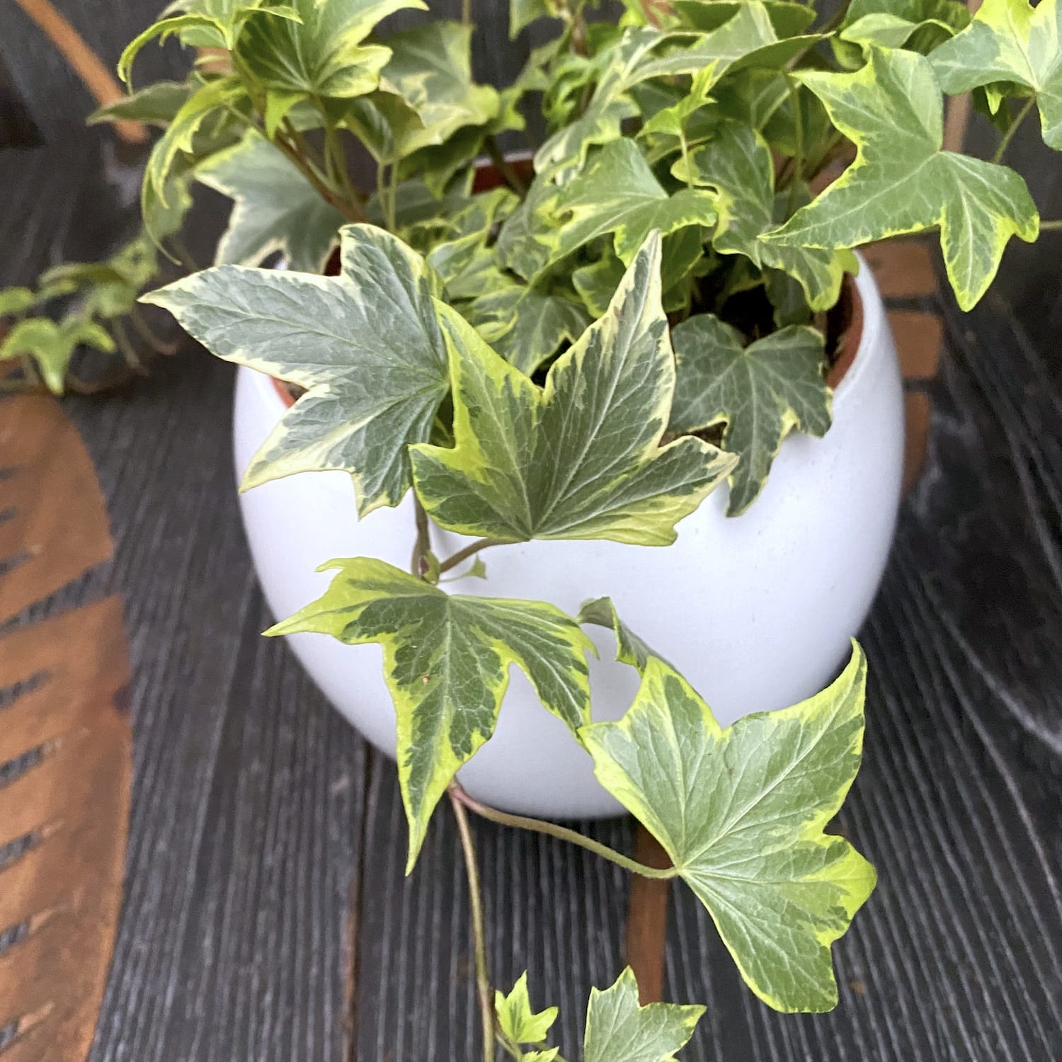 Iedera - Hedera helix 'Yellow Ripple' (3-4 plante/ghiveci)