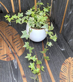 Iedera - Hedera helix 'Yellow Ripple' (3-4 plante/ghiveci)