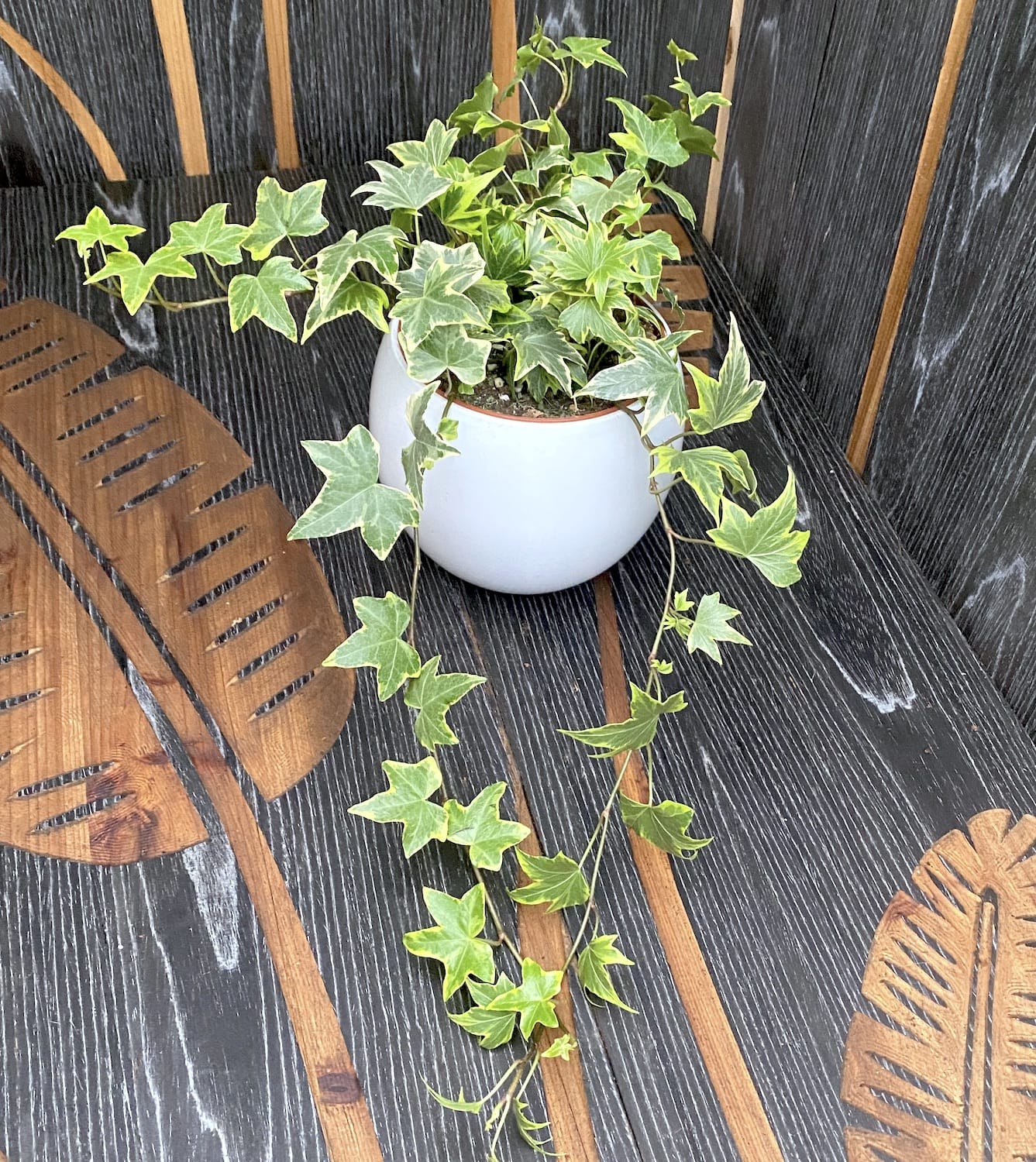 Iedera - Hedera helix 'Yellow Ripple' (3-4 plante/ghiveci)