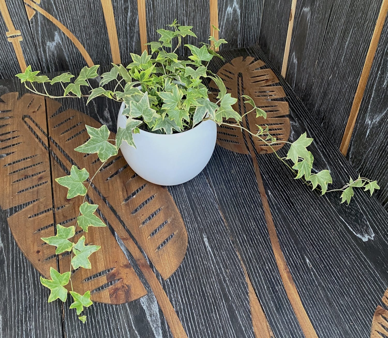 Iedera - Hedera helix 'Yellow Ripple' (3-4 plante/ghiveci)