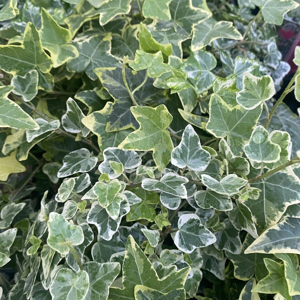 Bicolor flowing ivy - Hedera