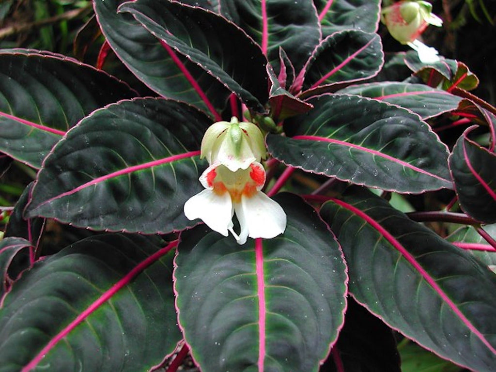 Impatiens morsei ('Velvet Love' Impatiens)