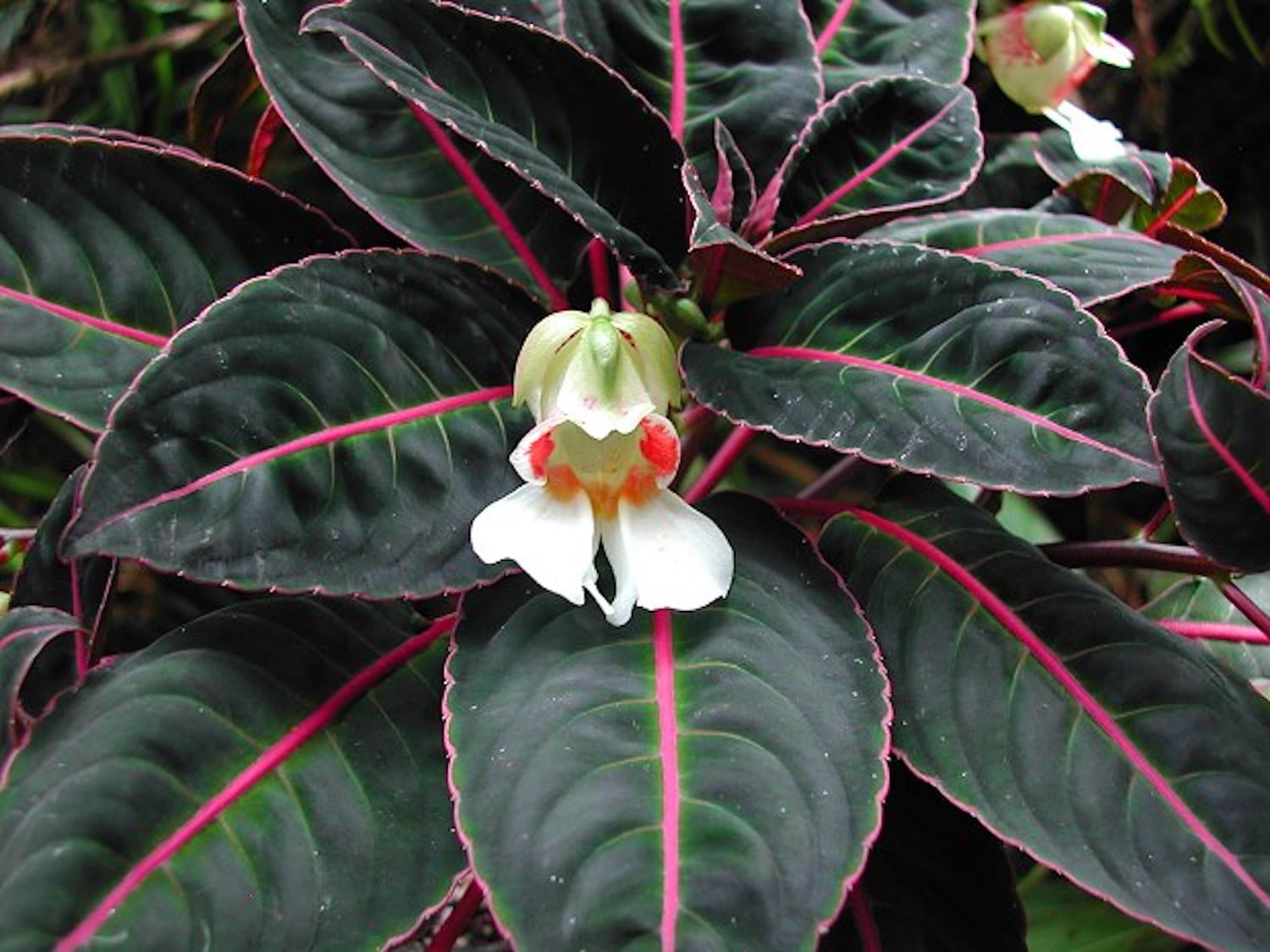 Impatiens morsei ('Velvet Love' Impatiens)