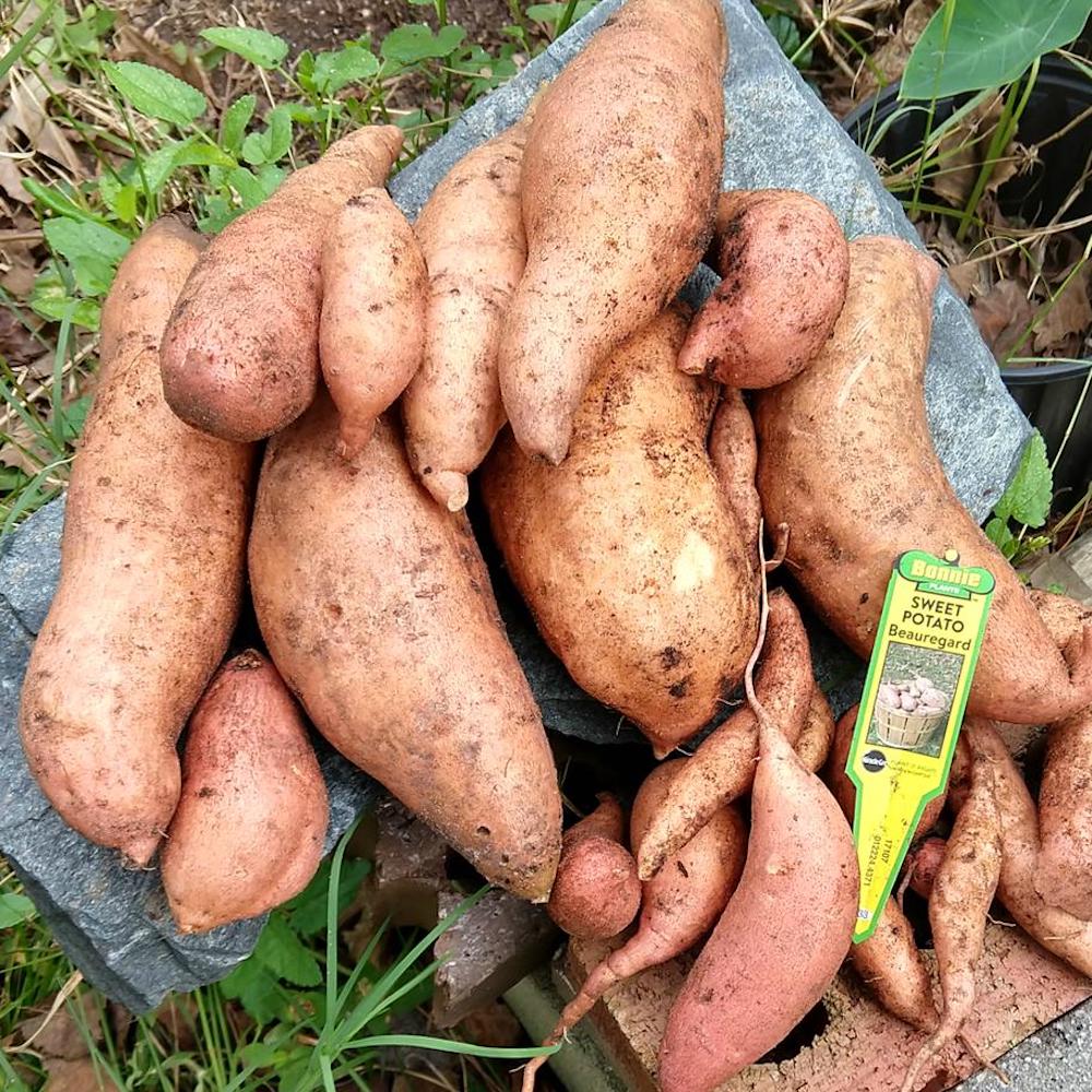Cartofi dulci - Ipomoea batatas 'Beauregard'