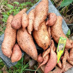 Cartofi dulci - Ipomoea batatas 'Beauregard'