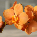 Vandaenopsis Irene Dobkin Elmhurst