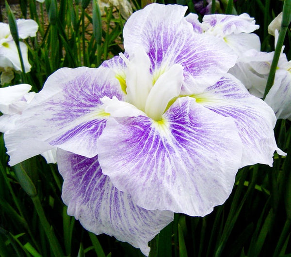 Bulbi Iris Ensata Speiseteller Tiramisu Lila