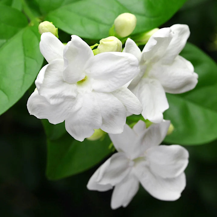 Iasomie - Jasminum sambac