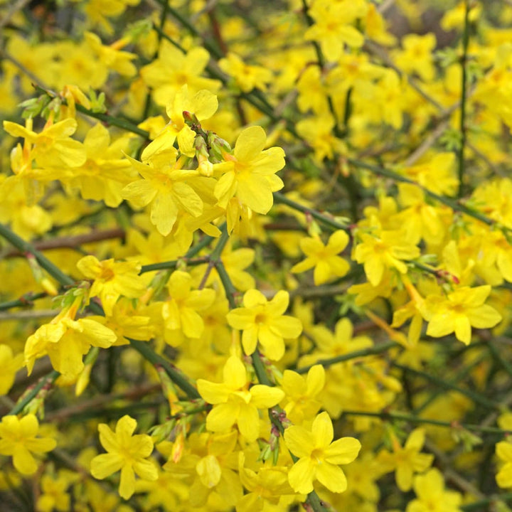 Jasminum nudiflorum (Iasomia de iarna)