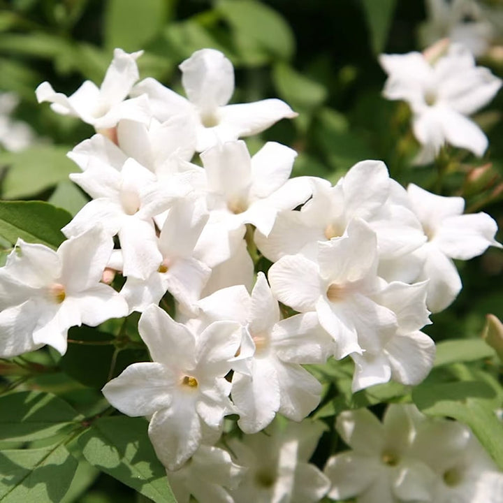 Jasminum officinale 'Fiona Sunrise'