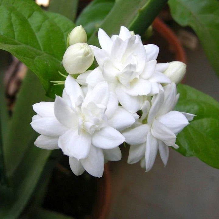 Jasminum sambac