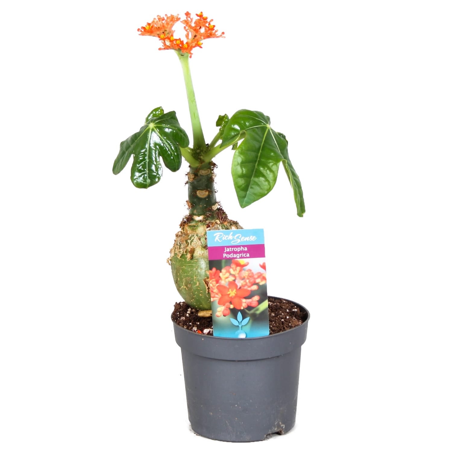 Jatropha podagrica (Buddha belly)