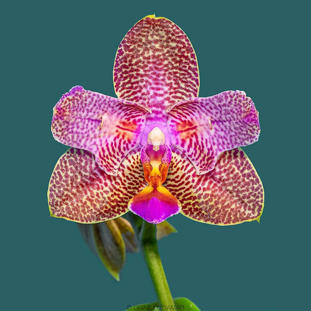 Phalaenopsis Joy Fairy Tale (peloric - butterfly) - parfumata