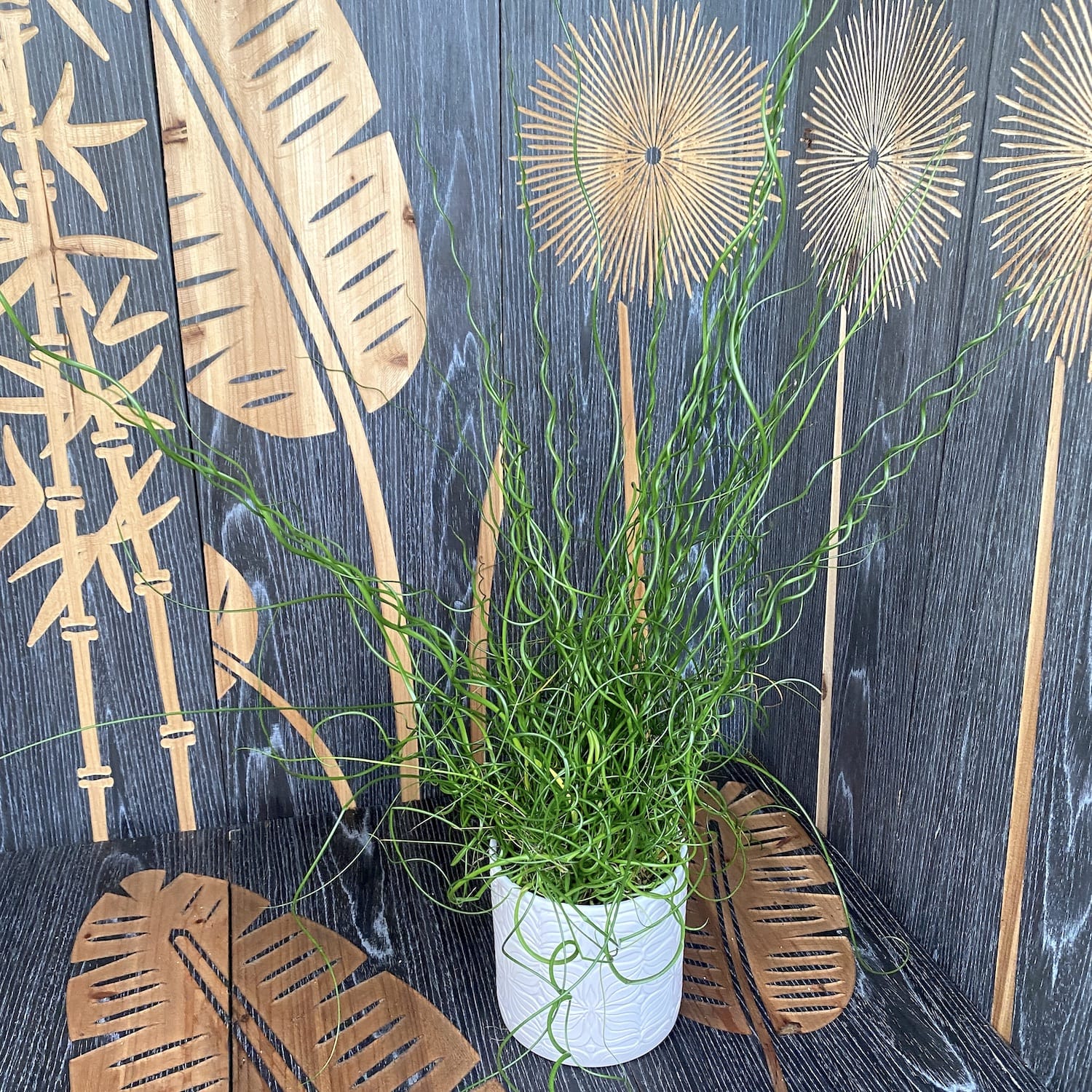 Juncus effusus 'Spiralis' (Corkscrew rush)