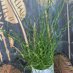 Juncus effusus 'Spiralis' (Corkscrew rush)