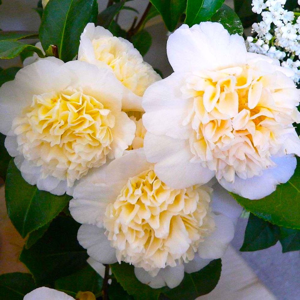 Camellia japonica 'Jury's Yellow'