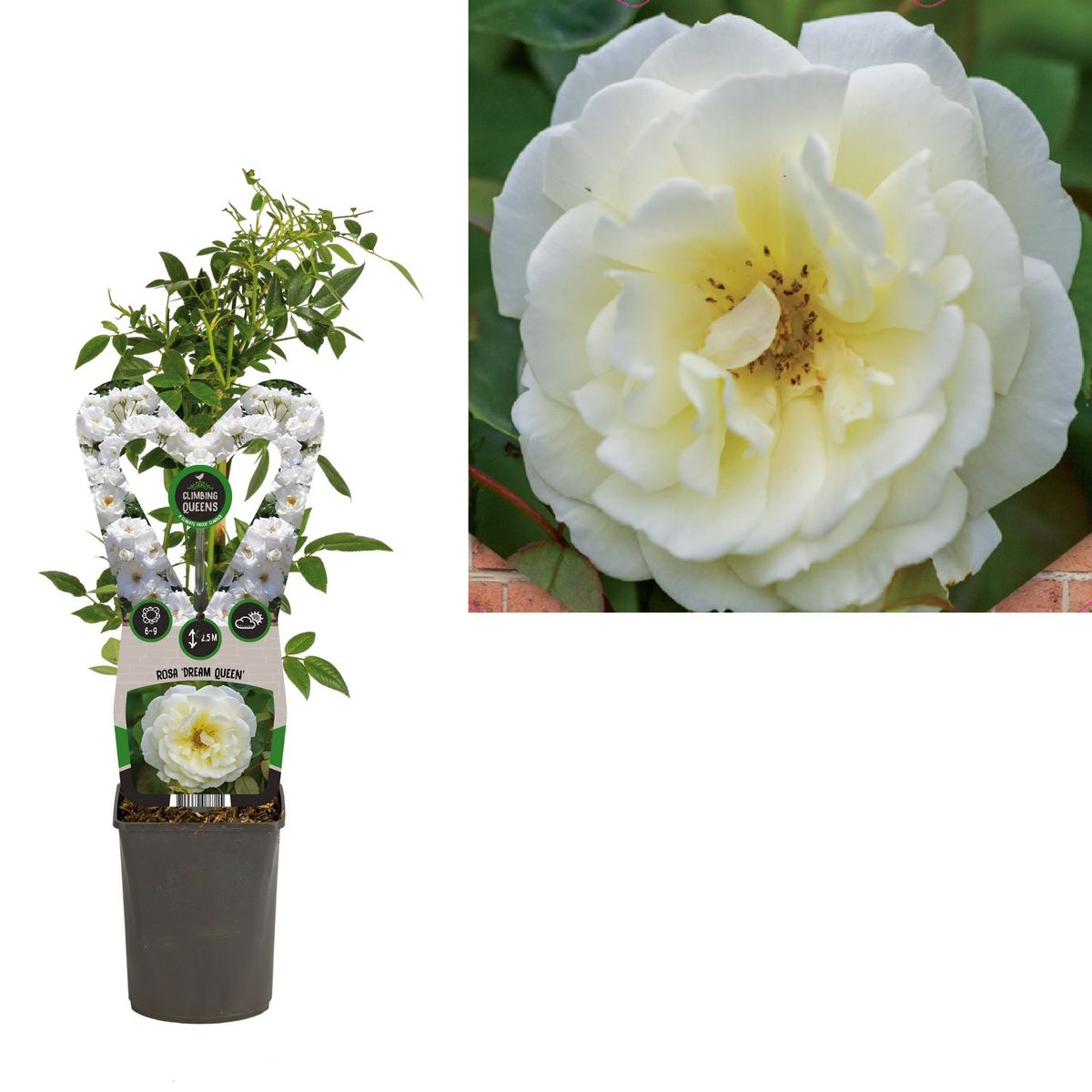 Rosa ‘Dream Queen’® - Trandafir floribunda alb, catarator, parfumat (Rosa Iceberg)