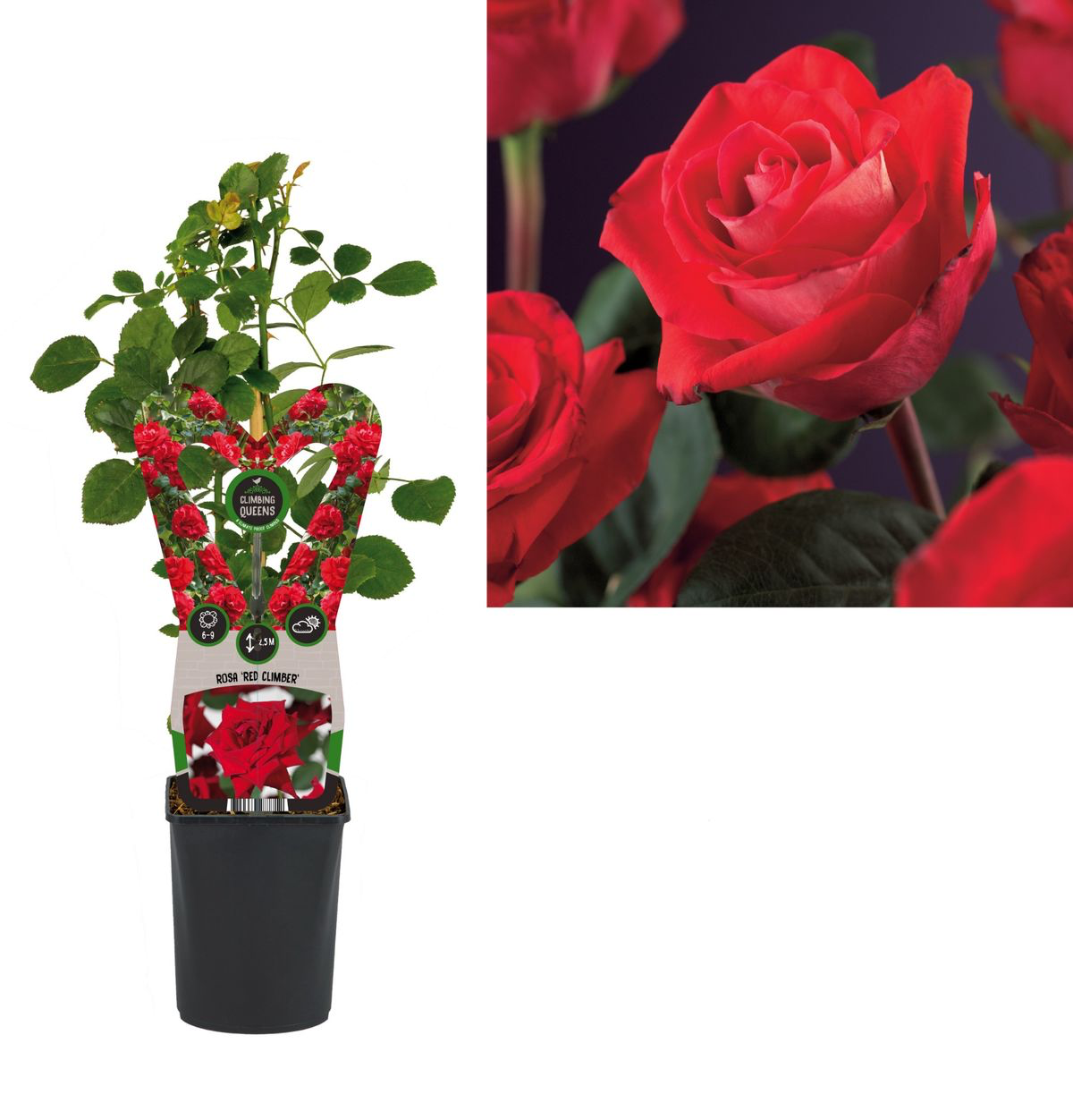 Rosa ‘Red Climber’® - Trandafir floribunda rosu, catarator, parfumat (Rosa Flammentanz)