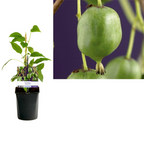 Kiwi - Actinidia arguta 'Issai' (mini-kiwi) (9 cm-es cserép)