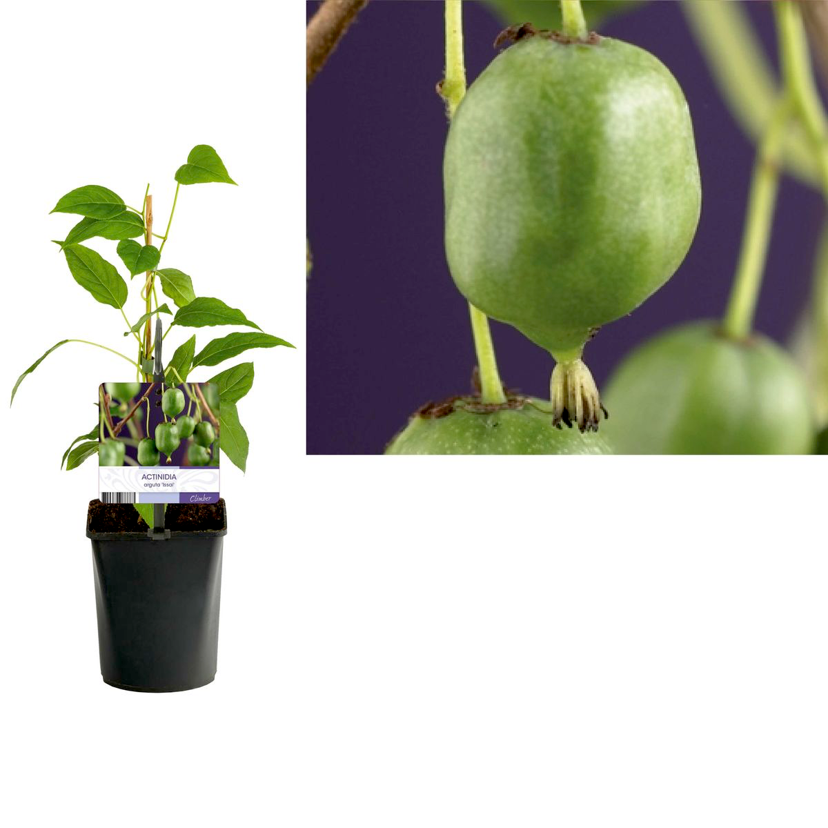 Kiwi - Actinidia arguta 'Issai' (mini-Kiwi) (ghiveci 9cm)
