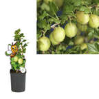 Agris verde - Ribes uva-crispa 'Invicta'