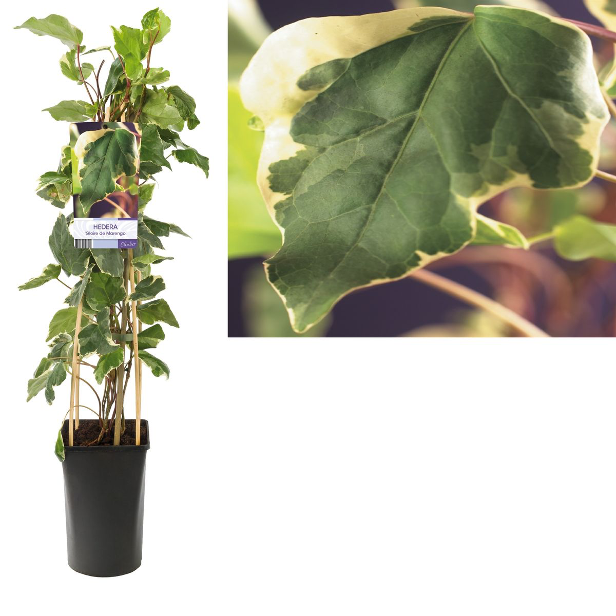 Iedera - Hedera algeriensis 'Gloire de Marengo' (Variegated Algerian Ivy)