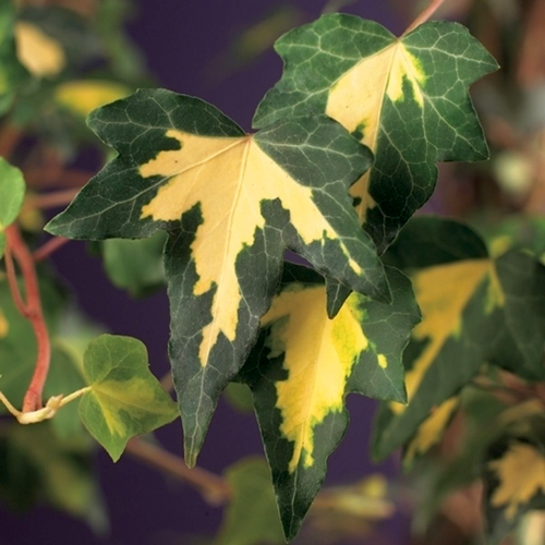 Efeu - Hedera helix 'Goldheart' H60 cm  Secret Garden Plant Shop