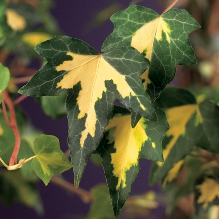 Hedera helix 'Goldheart'