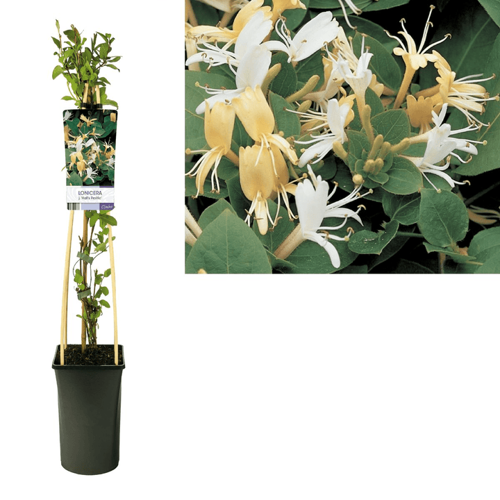 Lonicera japonica 'Hall's Prolific'