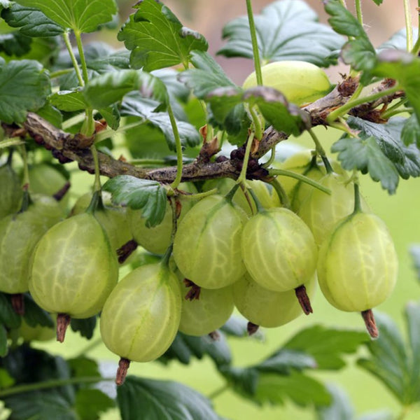 Grüne Stachelbeere - Ribes uva-crispa 'Invicta'
