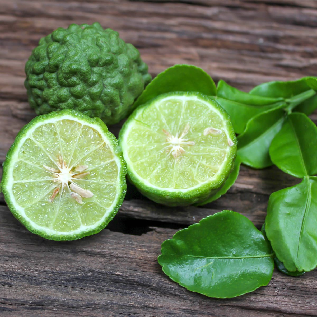 Citrus hystrix (Kaffir Lime) - exemplare tinere