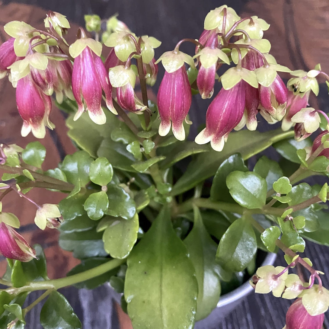 Kalanchoe Dream Bells Floraria Secret Garden (SG)