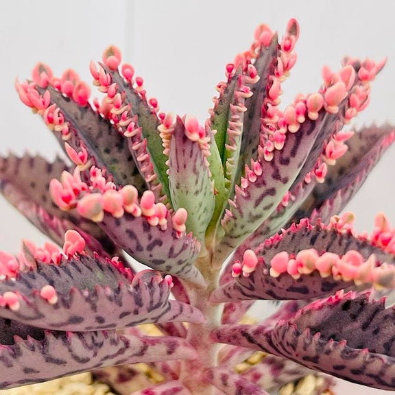 Kalanchoe 'Pink Butterfly' (Pink Mother of Thousand) D8